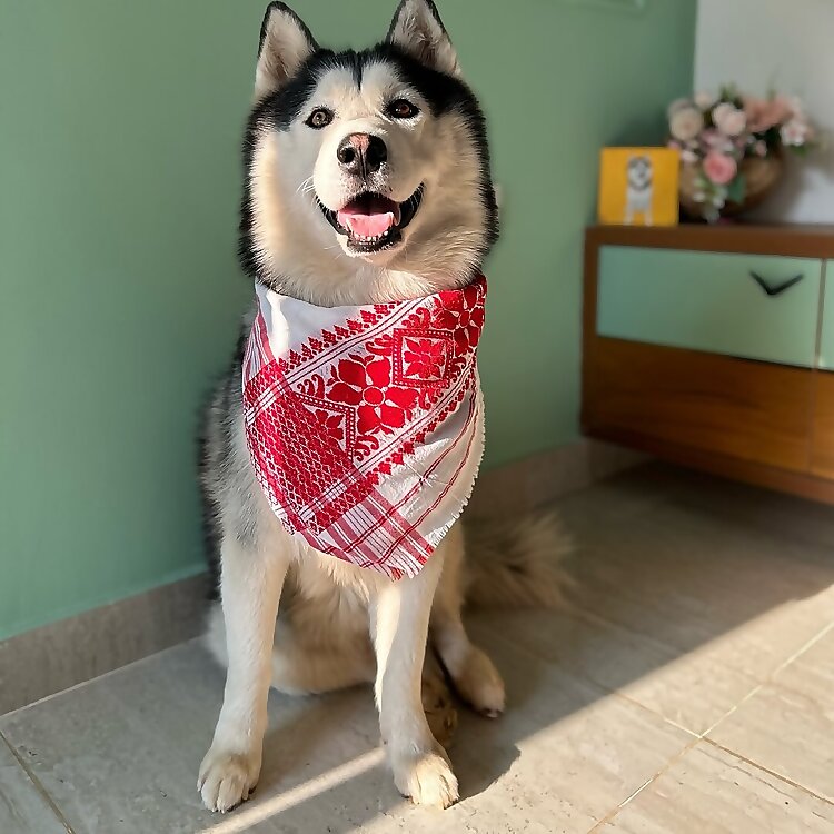 Oso