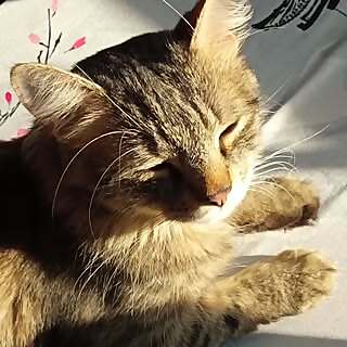 Sophie