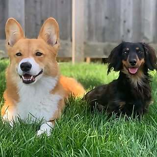 Milo et Doxie Charlie