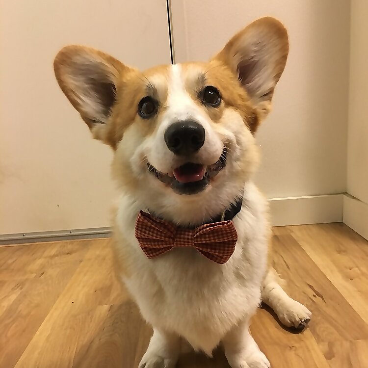 Simba