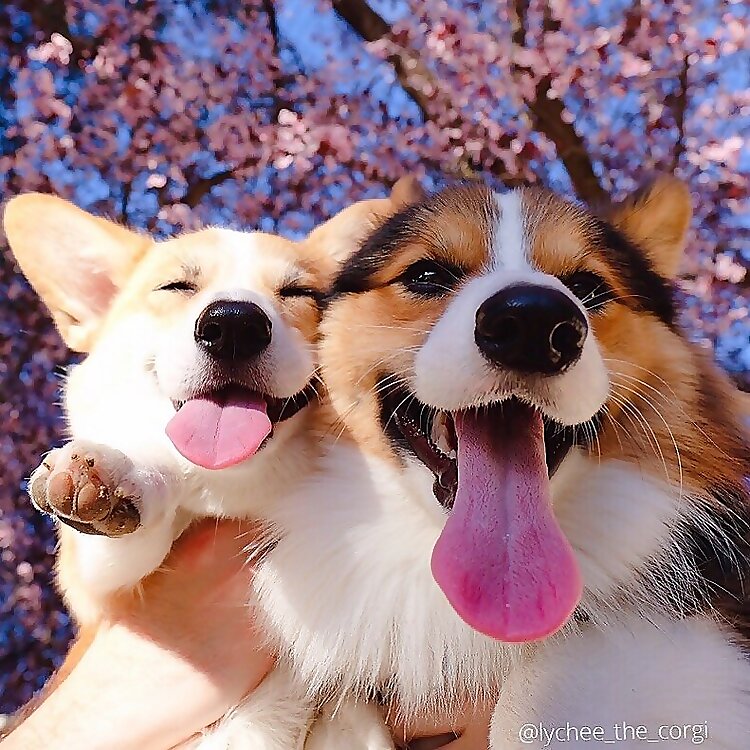 Lychee & Mochee