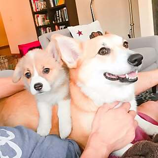 Maple and Morty