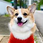 Cobee
