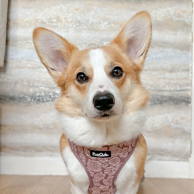 Willow