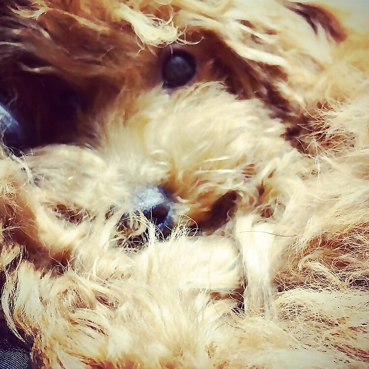Bella
