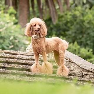 Bronte