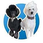 Henry & Cody