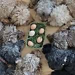 Poodle Gang