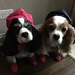 Buddy & Scarlett