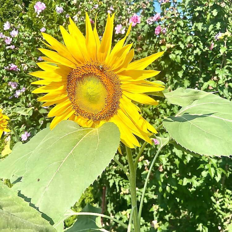 Gisselle Gomez Cabral