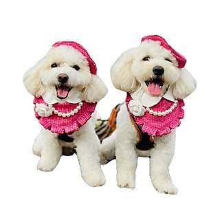 Hachi & Chiko
