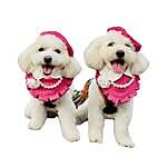 Hachi & Chiko