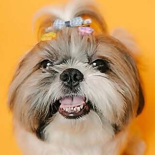 ShihTzu