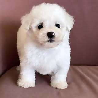 Bidou 