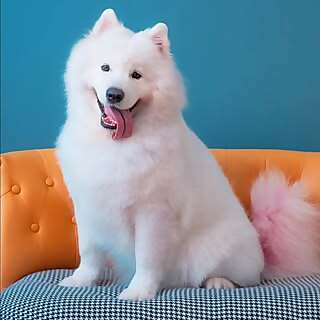  Eiji Samoyed