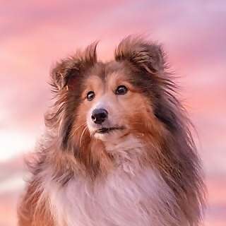 Bonnie