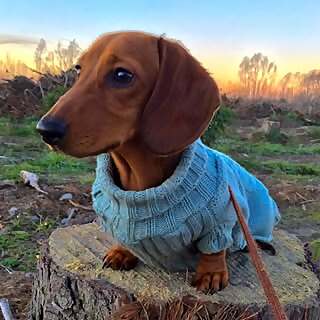 Pebbles 