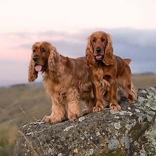 Hugo, Honey & Renee Rutherford