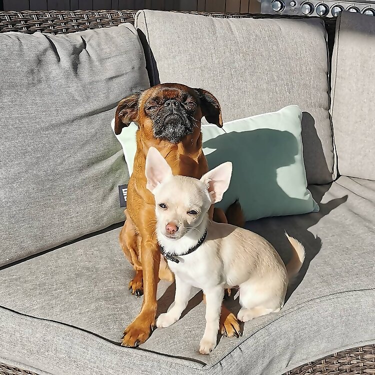 Arthur & Albus