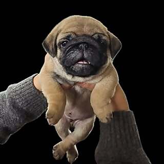 Rigby