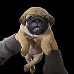 Rigby