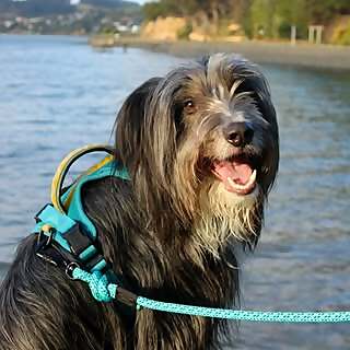 Duke