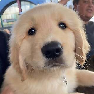 Hudson