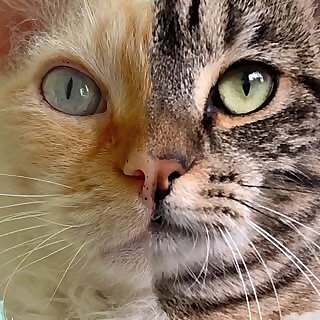 Kosmo & Nebula