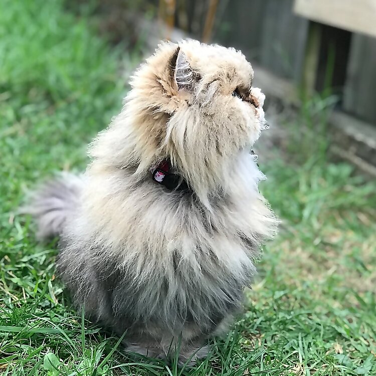 Noodle, Ewok & Ginger 