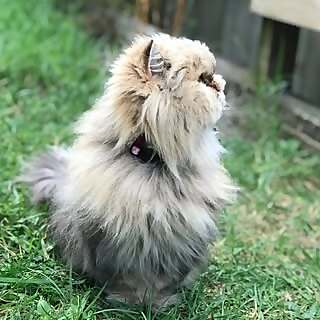 Noodle, Ewok & Ginger 