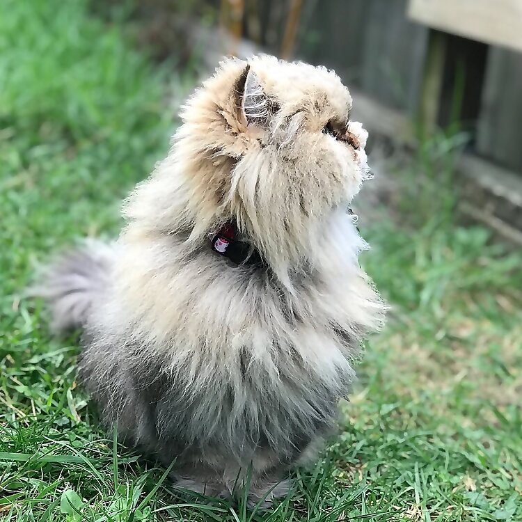 Noodle, Ewok & Ginger 