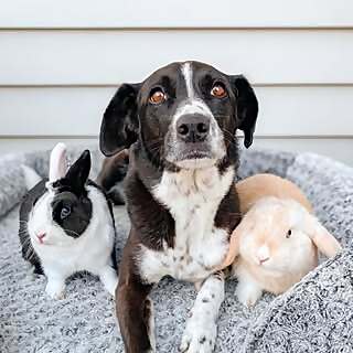 Leia, Nova & Turbo
