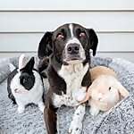 Leia, Nova & Turbo
