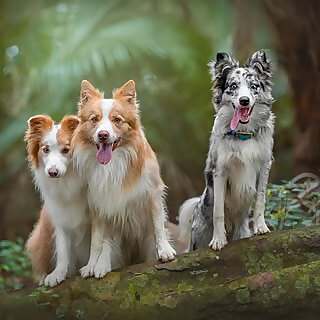 Nadira, Torque & Pulse