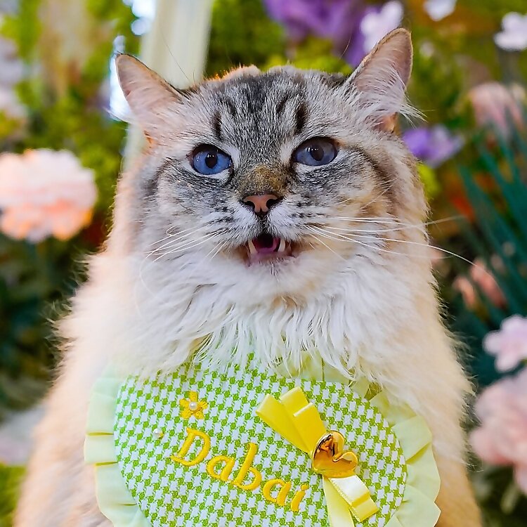 Dabai, Xiaohei, Merlin & Muse