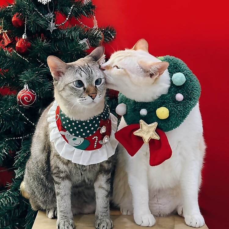 Leh Leh & Cookie
