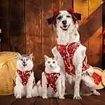 QQ, Jyu & Myu