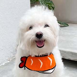 Cooper Meno