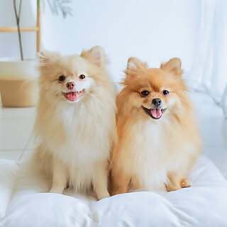 Jambo & Sambo 