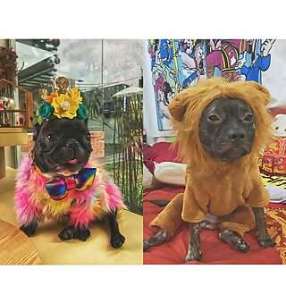 Mylo, Mooncake & Kuay Teow