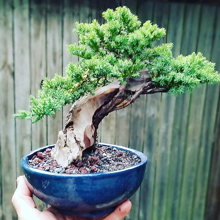 Byronsbonsai
