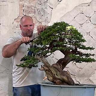 Escolatopbonsai