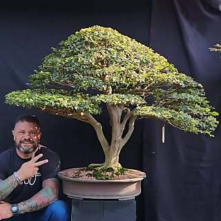 Shivam Bonsai