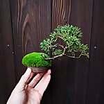 Yamasibon Kiwa