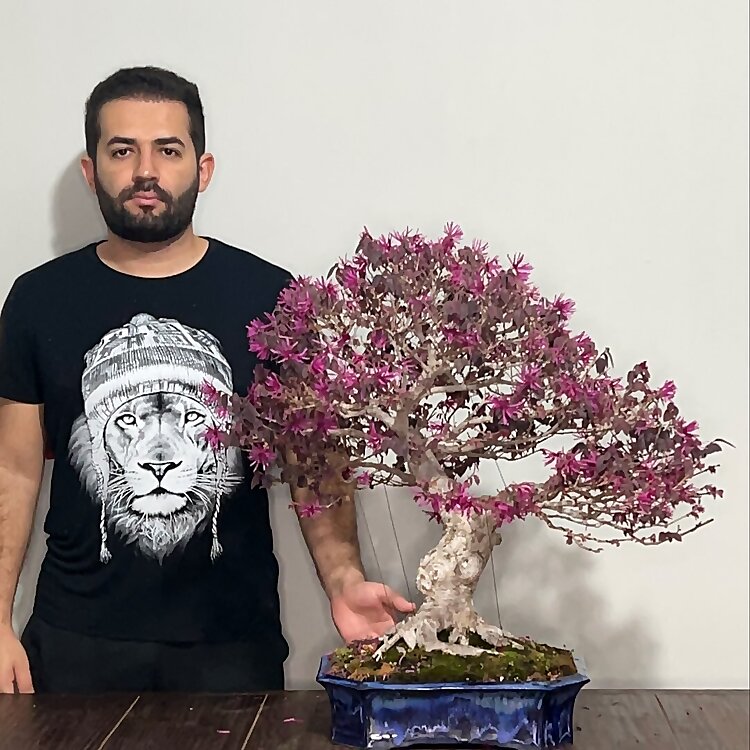 Bonsai Tom