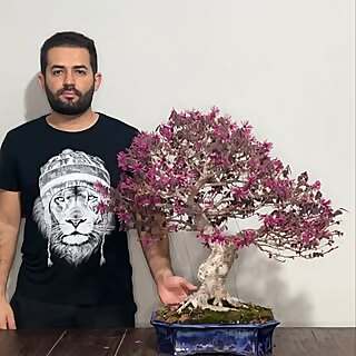 Bonsai Tom