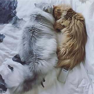 Smoothie & Milkshake