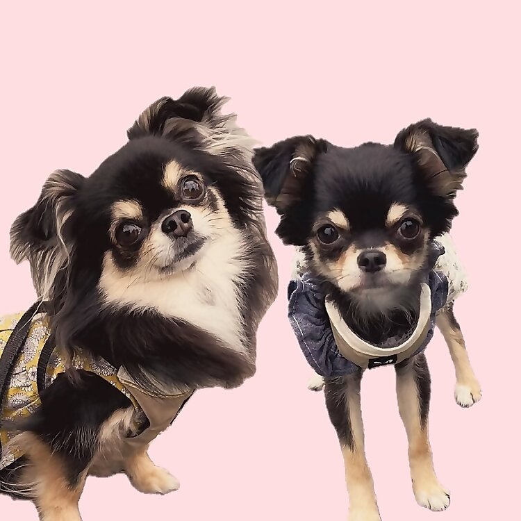 Chihuahua Ten