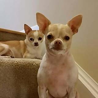 Chico & Poncho