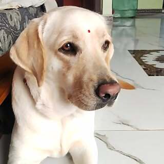 Jenny